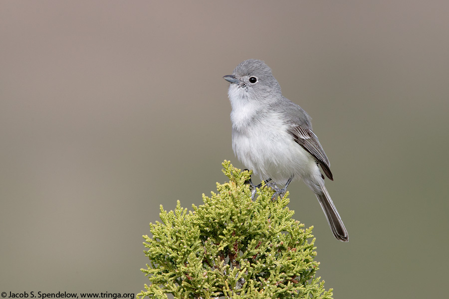 Gray Vireo