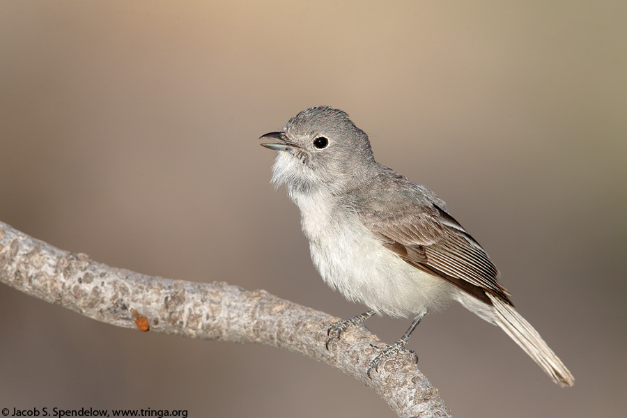 Gray Vireo