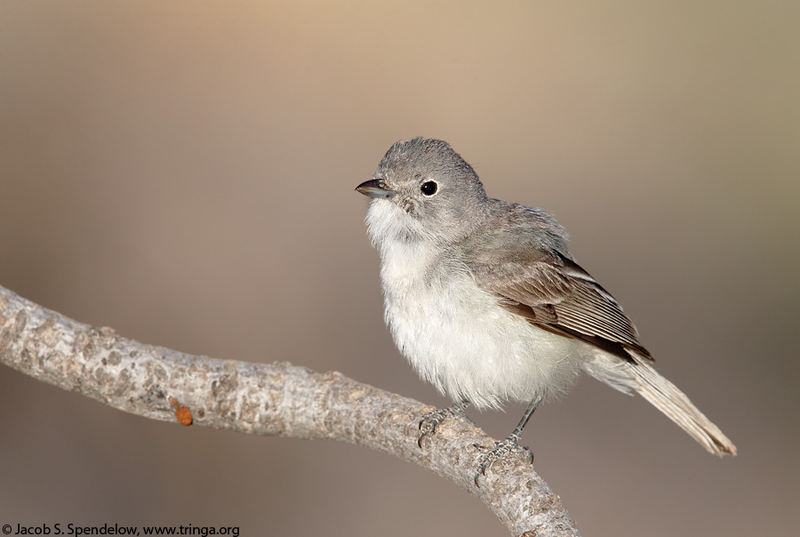 Gray Vireo