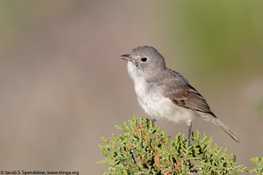 Gray Vireo