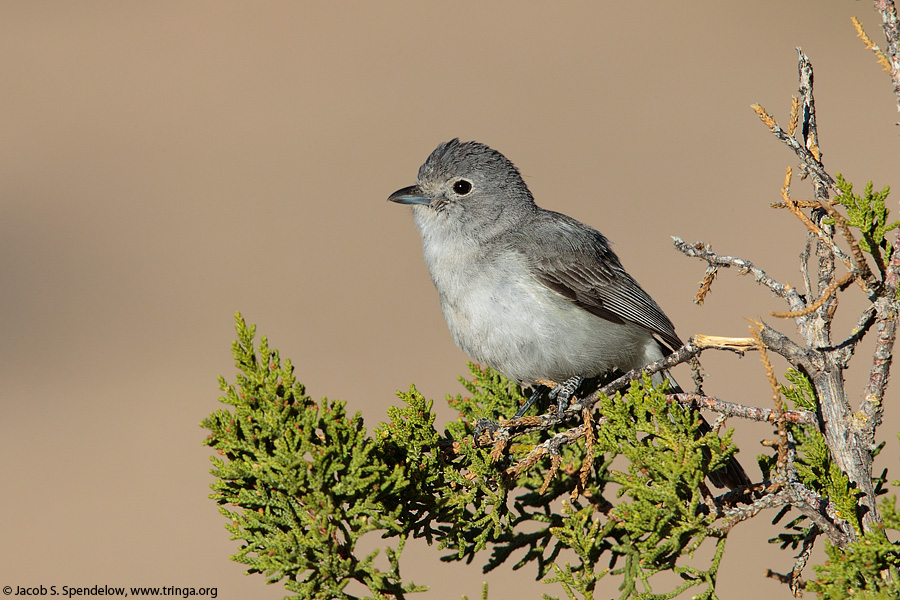 Gray Vireo