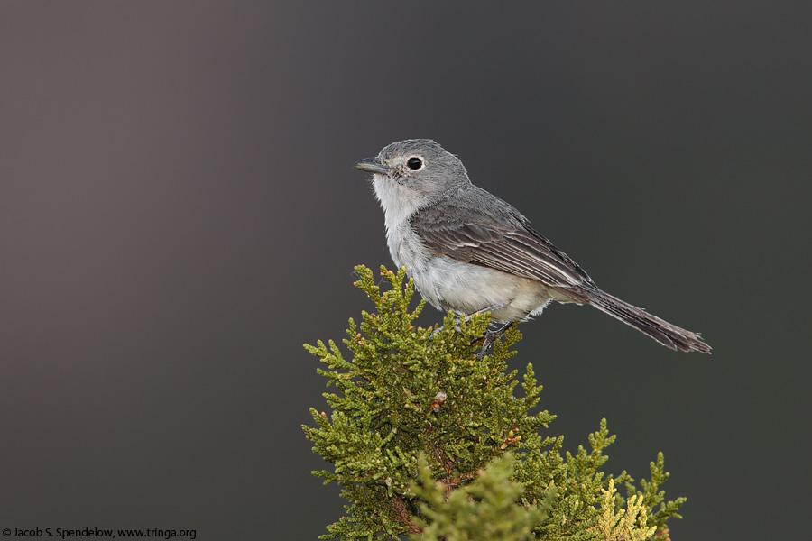 Gray Vireo