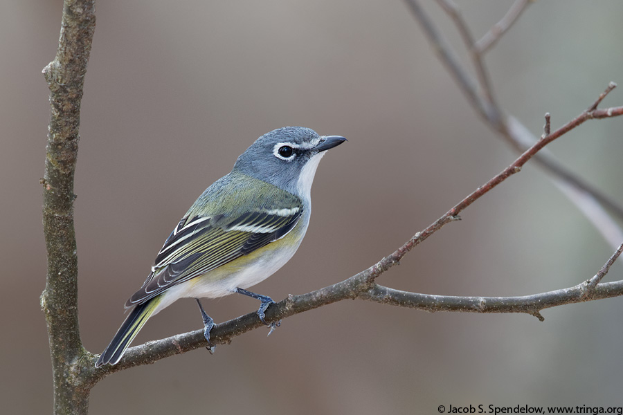 Blue-headed Vireo