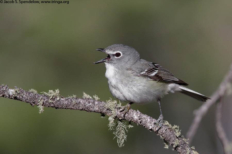 Plumbeous Vireo