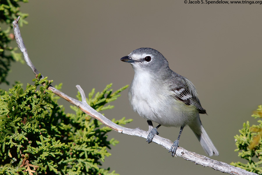 Plumbeous Vireo