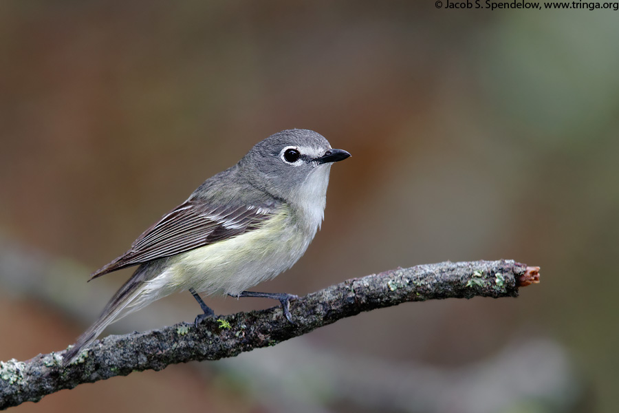 Cassin's Vireo