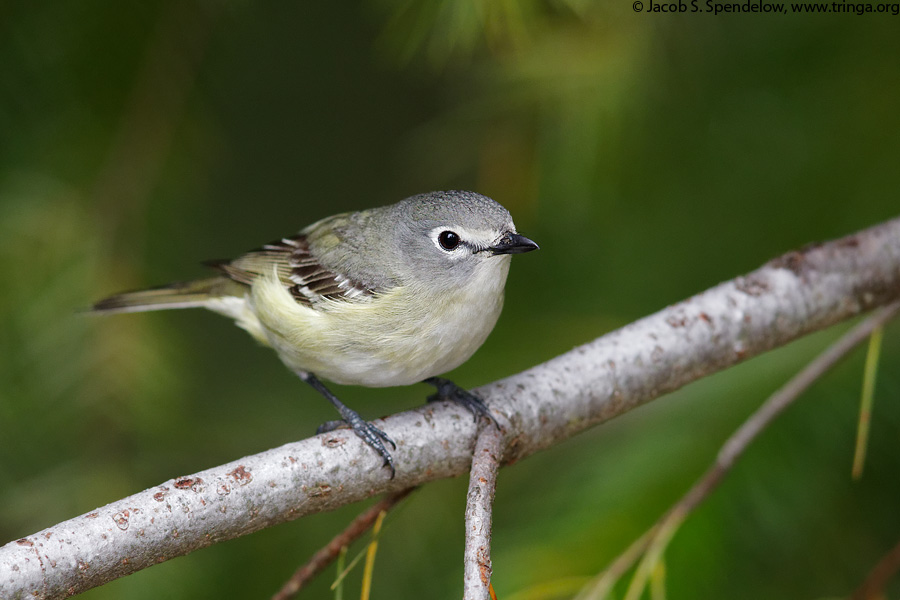 Cassin's Vireo