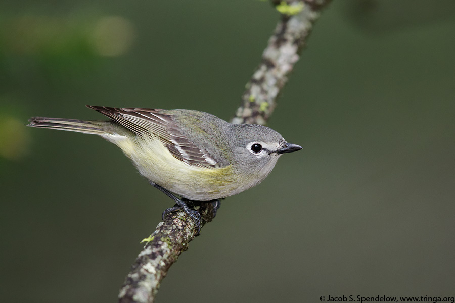 Cassin's Vireo