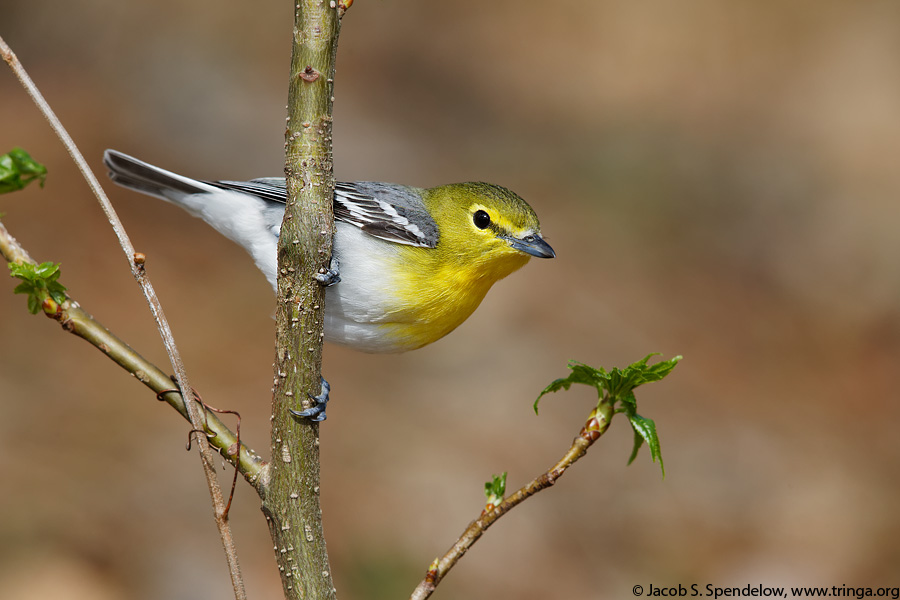 Yellow-throated Vireo