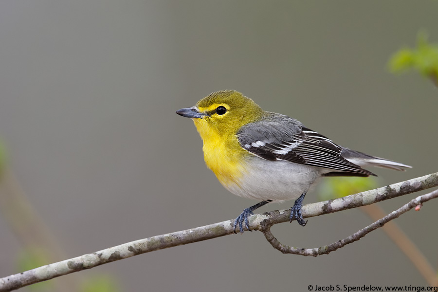 Yellow-throated Vireo