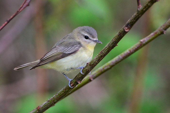 Philadelphia Vireo