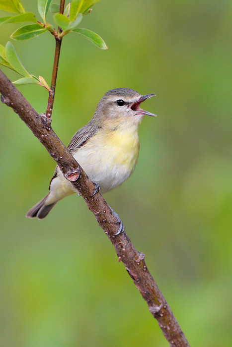 Philadelphia Vireo