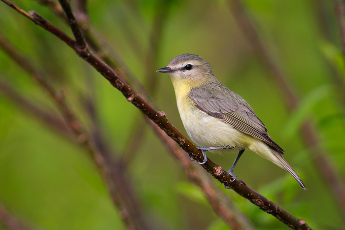 Philadelphia Vireo