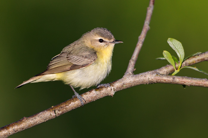 Philadelphia Vireo