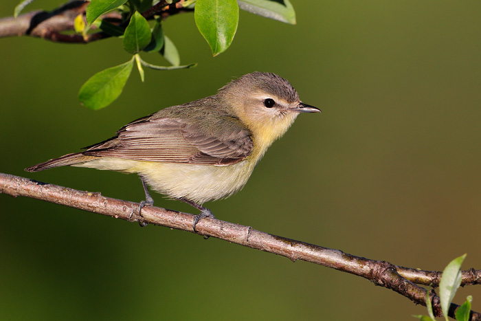 Philadelphia Vireo