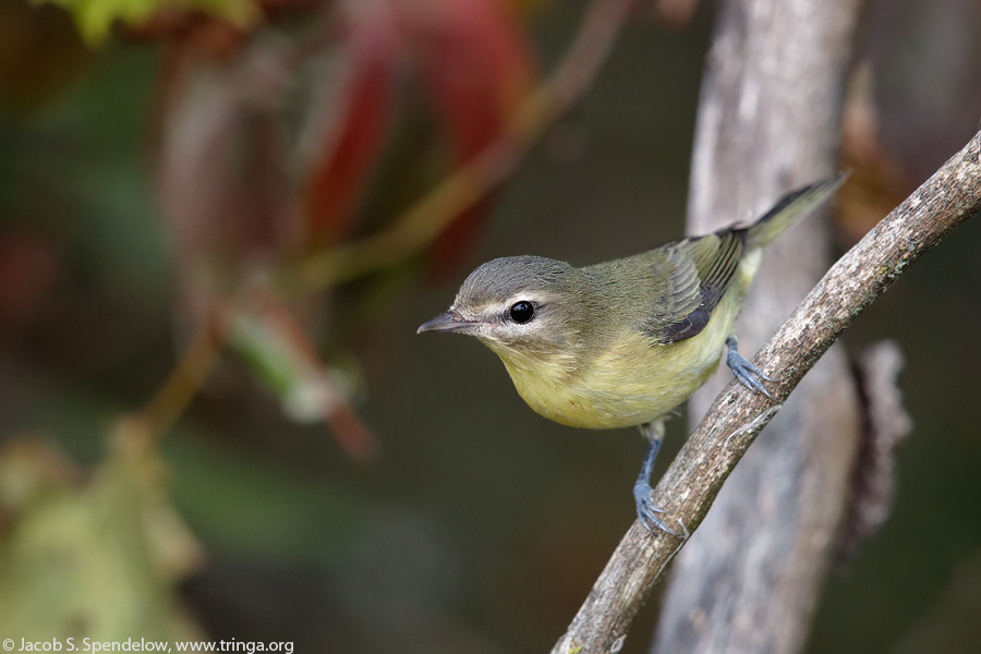 Philadelphia Vireo