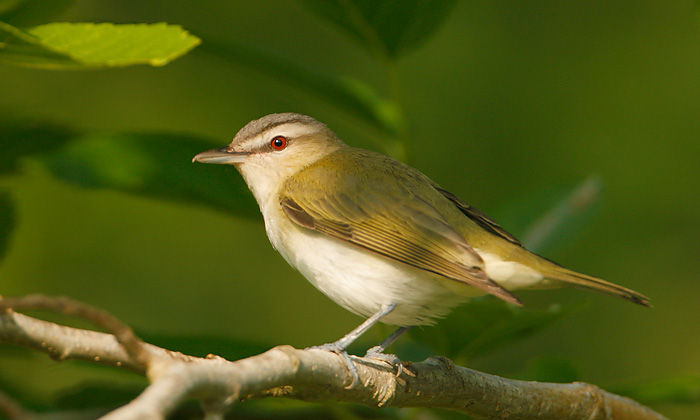 Red-eyed Vireo