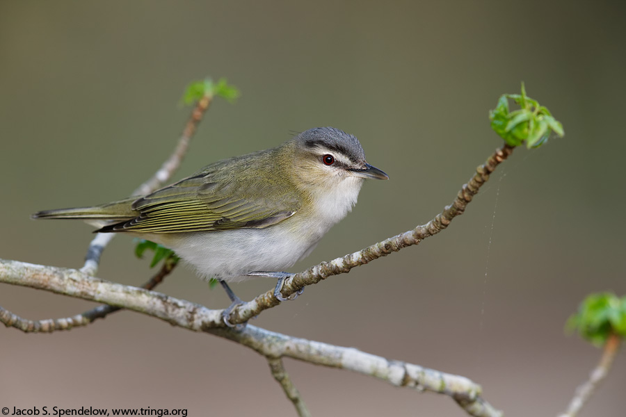 Red-eyed Vireo