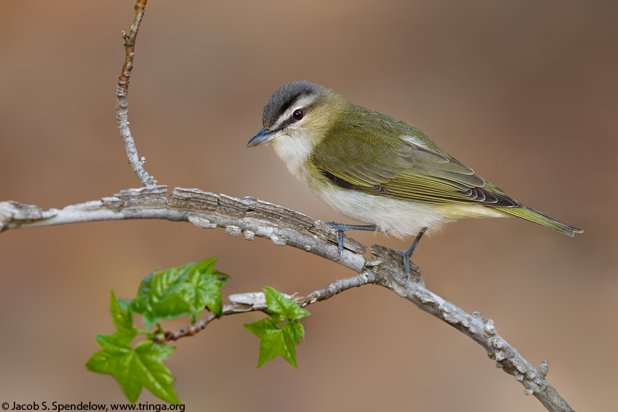 Red-eyed Vireo