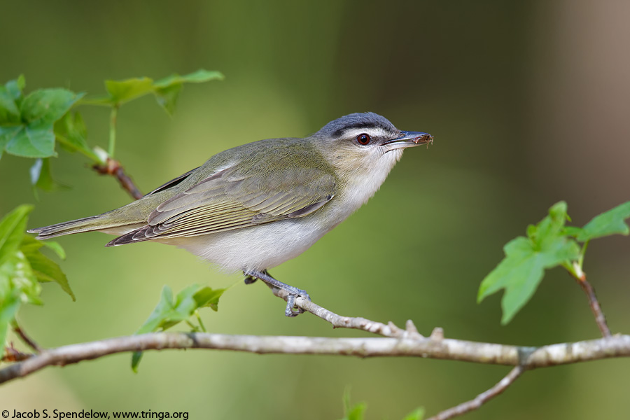 Red-eyed Vireo