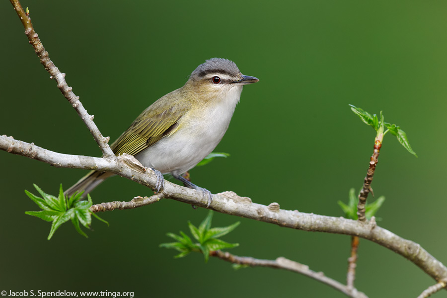 Red-eyed Vireo