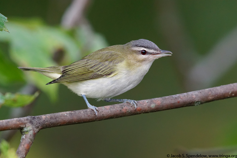 Red-eyed Vireo