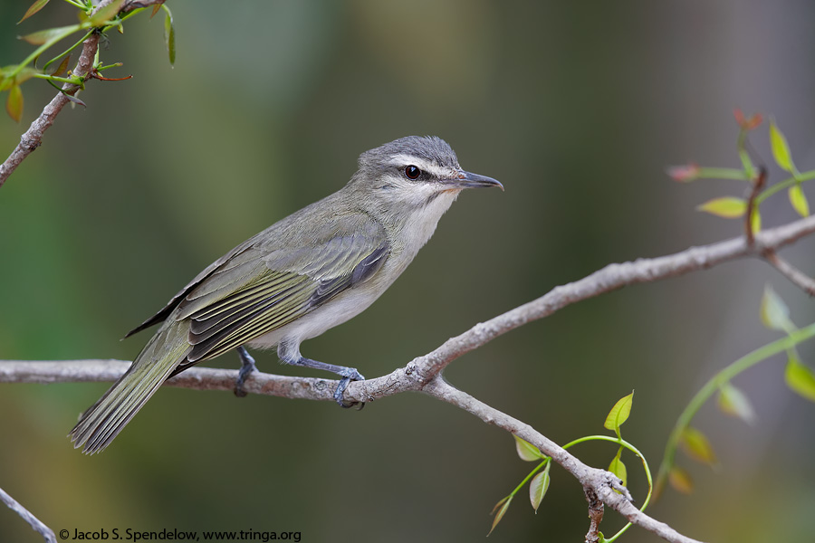 Black-whiskered Vireo