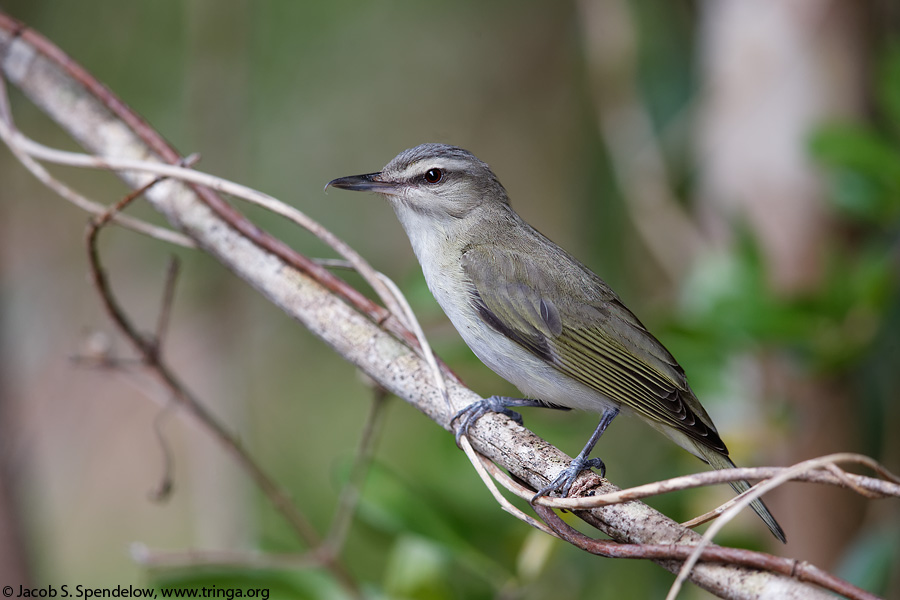 Black-whiskered Vireo