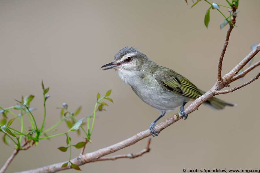 Black-whiskered Vireo