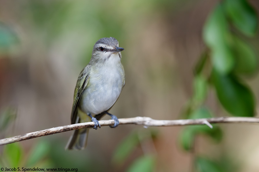 Black-whiskered Vireo