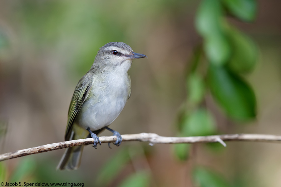 Black-whiskered Vireo