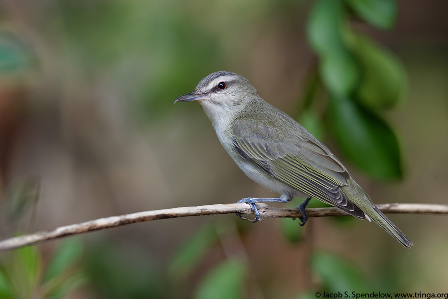 Black-whiskered Vireo