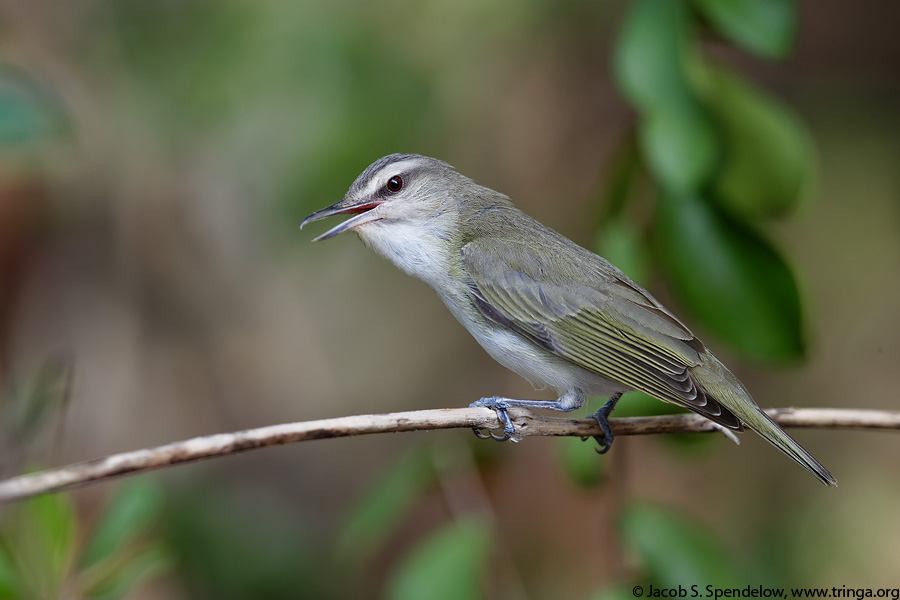 Black-whiskered Vireo