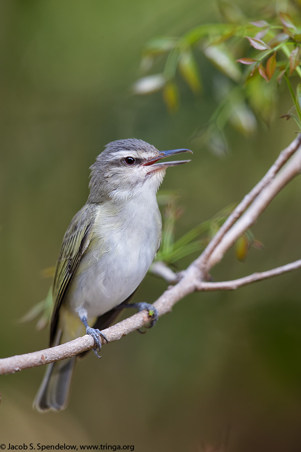 Black-whiskered Vireo