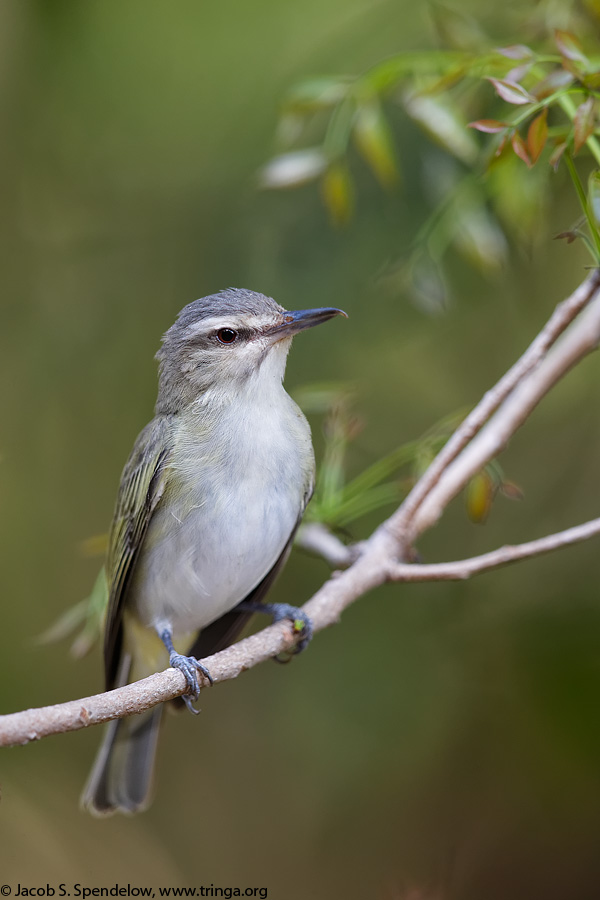 Black-whiskered Vireo