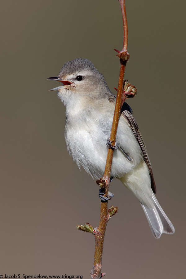 Warbling Vireo