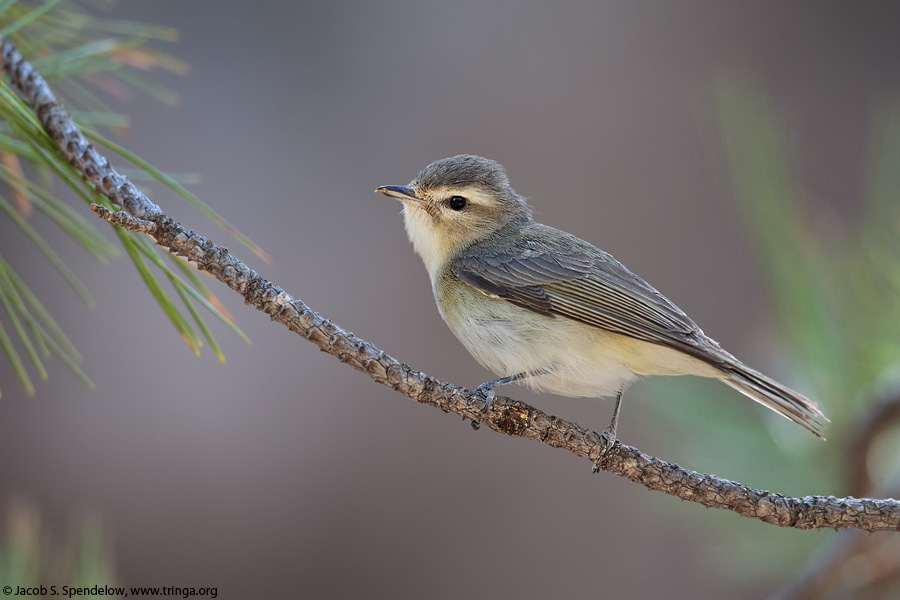 Warbling Vireo