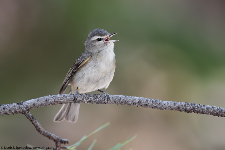 Warbling Vireo