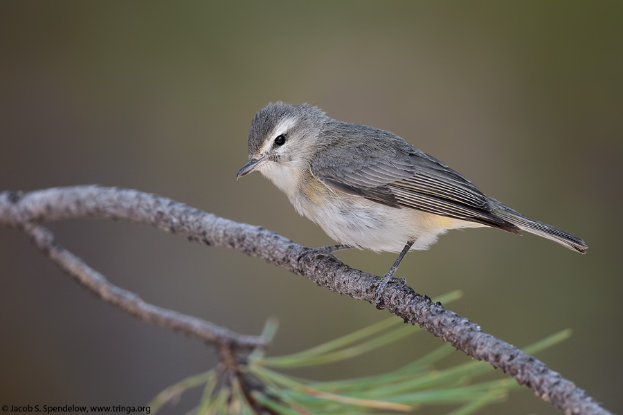 Warbling Vireo