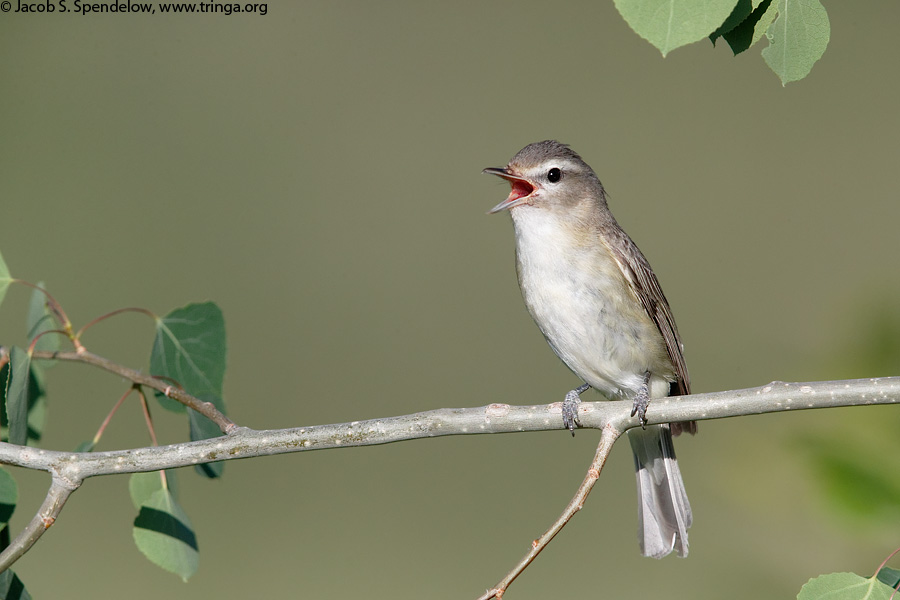 Warbling Vireo