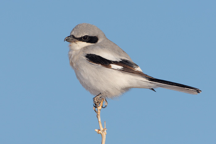 Loggerhead Shrike