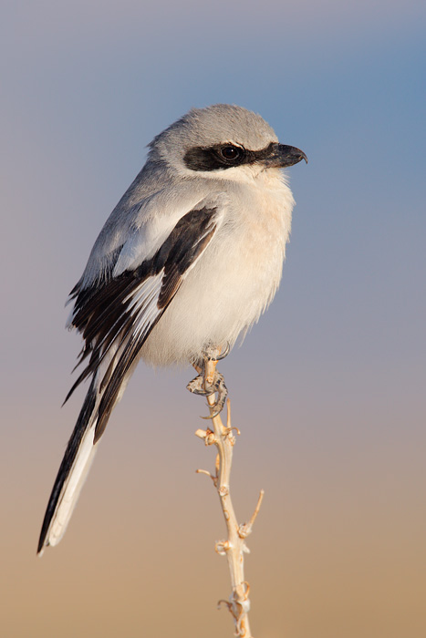 Loggerhead Shrike