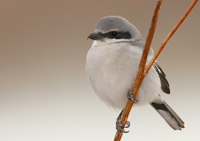 Loggerhead Shrike