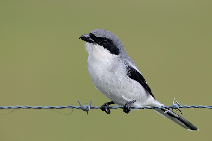 Loggerhead Shrike