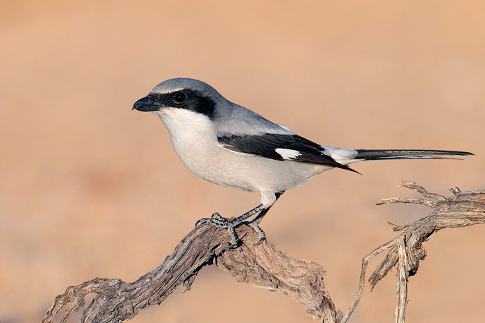 Loggerhead Shrike