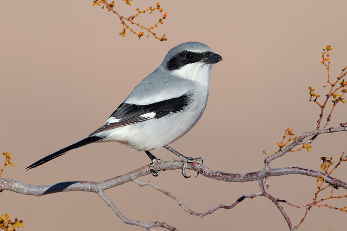 Loggerhead Shrike