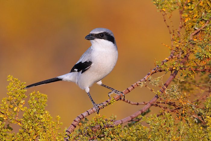 Loggerhead Shrike