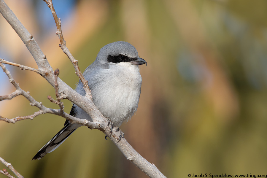 Loggerhead Shrike