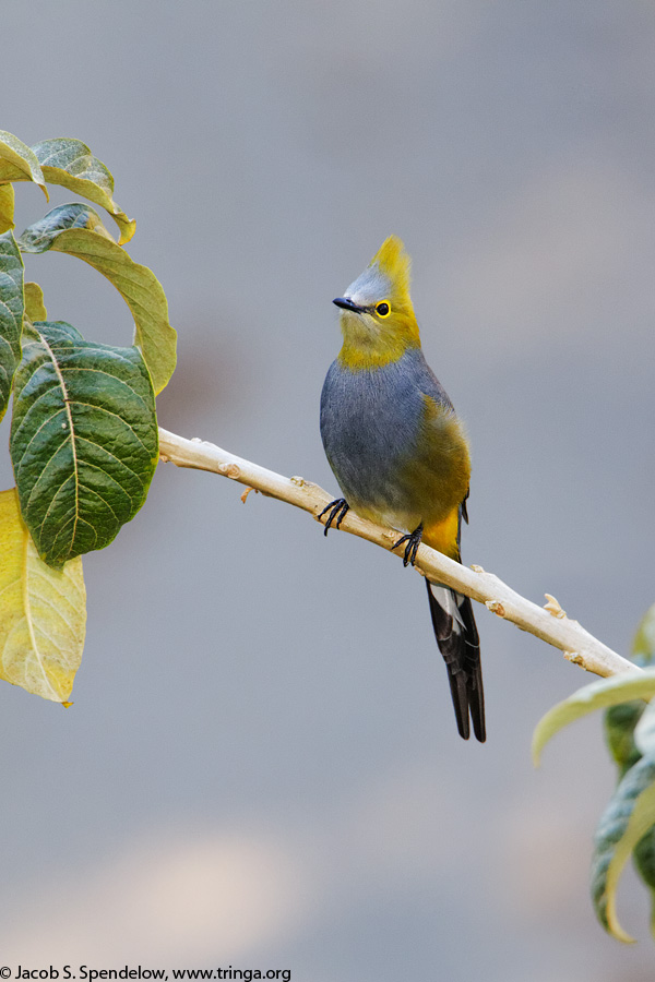 Long-tailed Silky-flycatcher