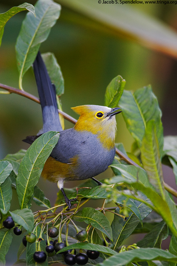 Long-tailed Silky-flycatcher